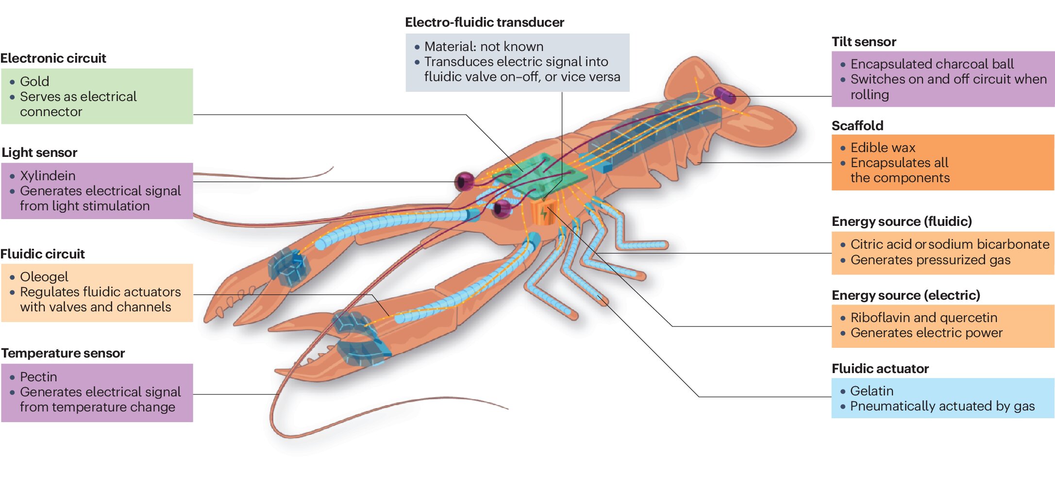 A fully edible robot could soon end up on our plate, say scientists