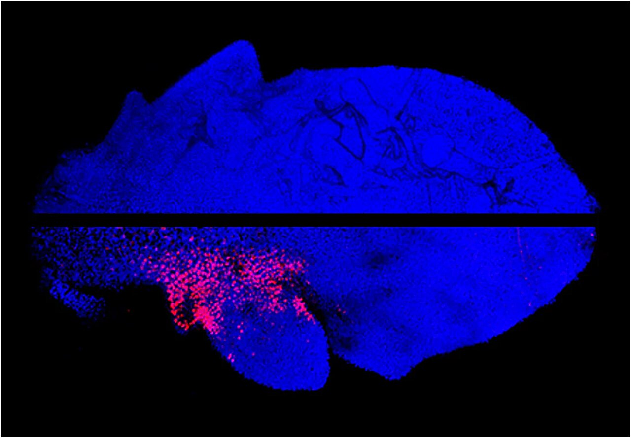 Genetic switch in plants can turn simple spoon-shaped leaves into complex leaves with leaflets