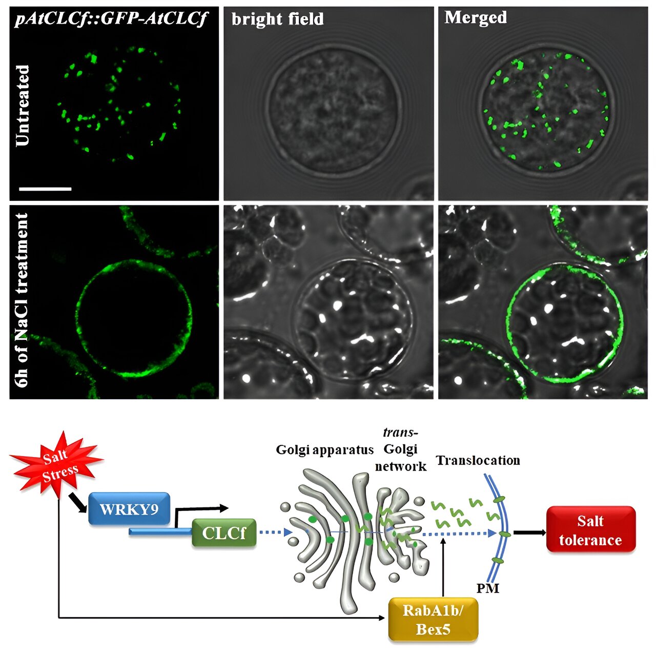 Biologists discover a previously unknown salt tolerance mechanism in plants