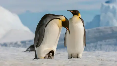 Getty Images Two emperor penguins standing on ice. The penguin on the left has a chick at its feet.