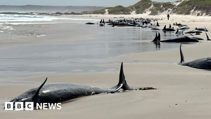 Scores of whales to be euthanised after mass stranding in Australia